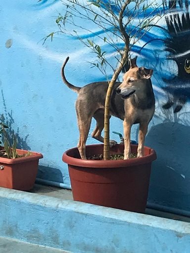 Cão explorando o espaço da escola