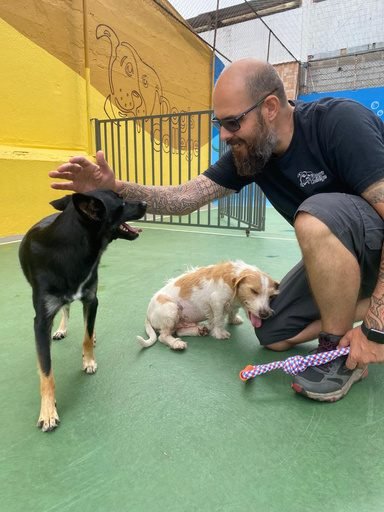Treinador brincando com dois cães no pátio