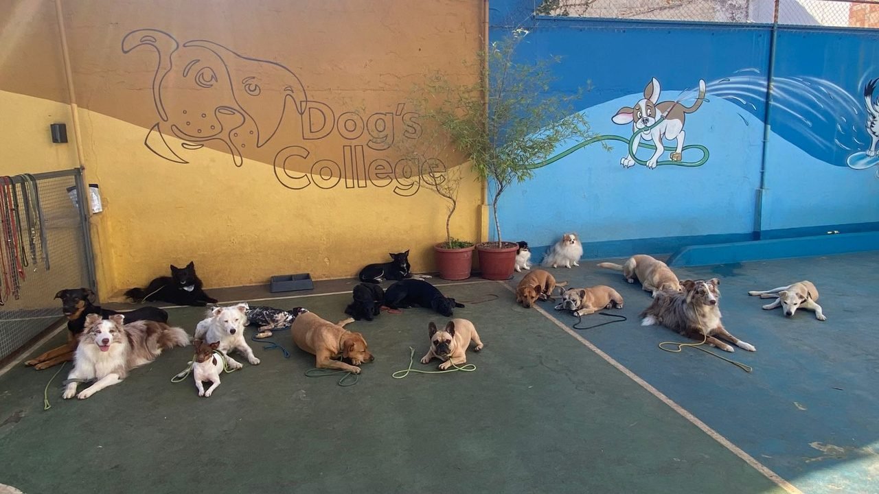 Turma de cães deitados e tranquilos durante o treino