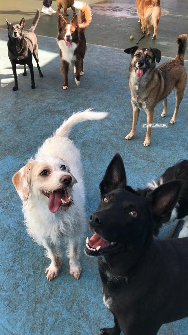 Cães brincando juntos no pátio da Dog's College